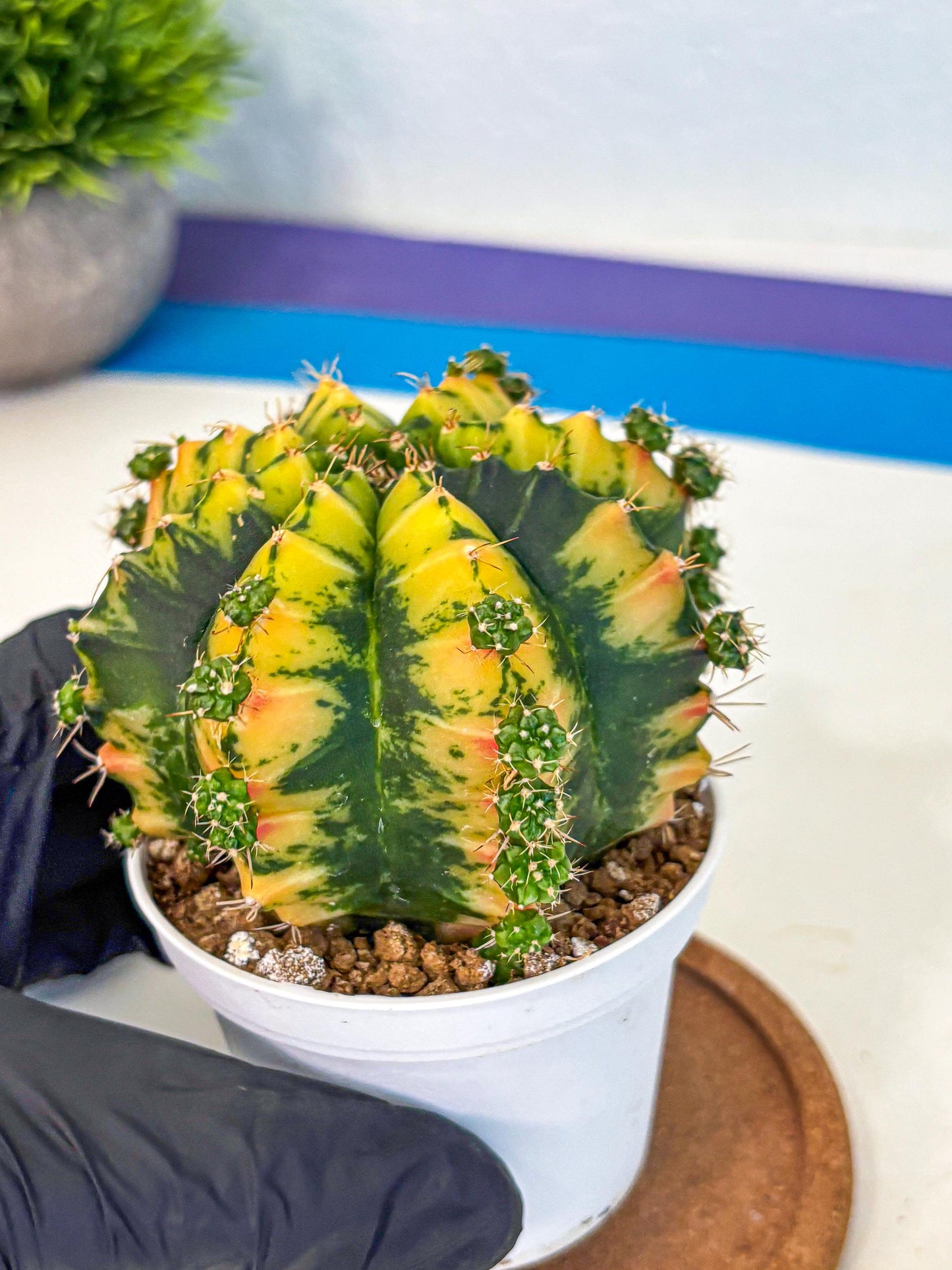 Gymnocalycium Mandarin (gy16) (yy) | Rare Hybrid cactus