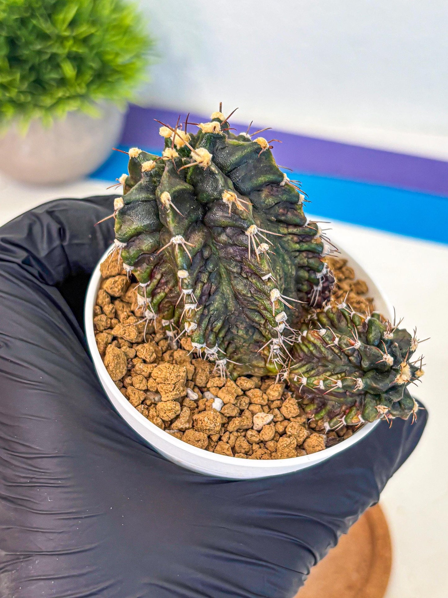 Gymnocalycium T-lux (gy16) (rr) | collectables