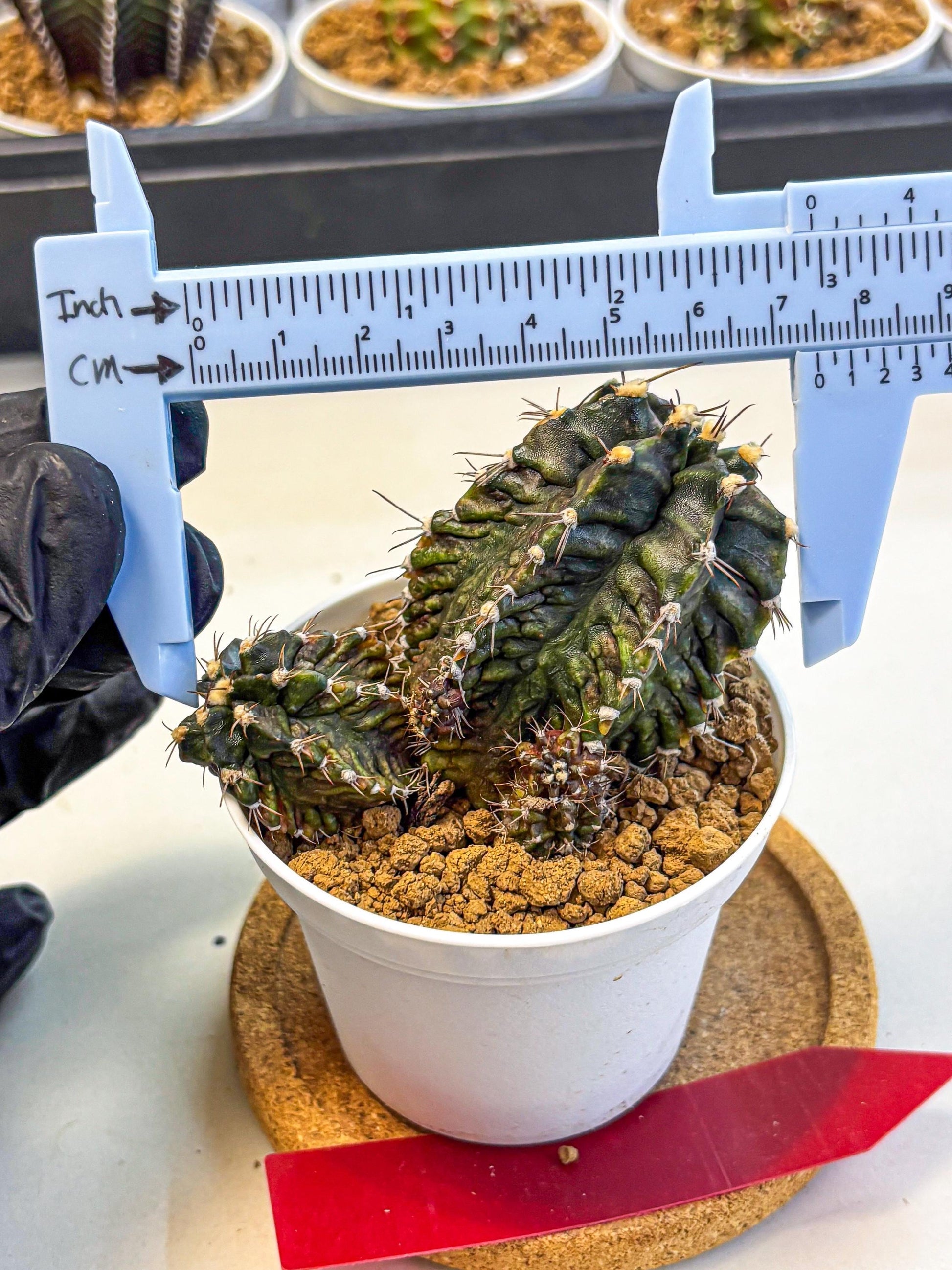 Gymnocalycium T-lux (gy16) (rr) | collectables