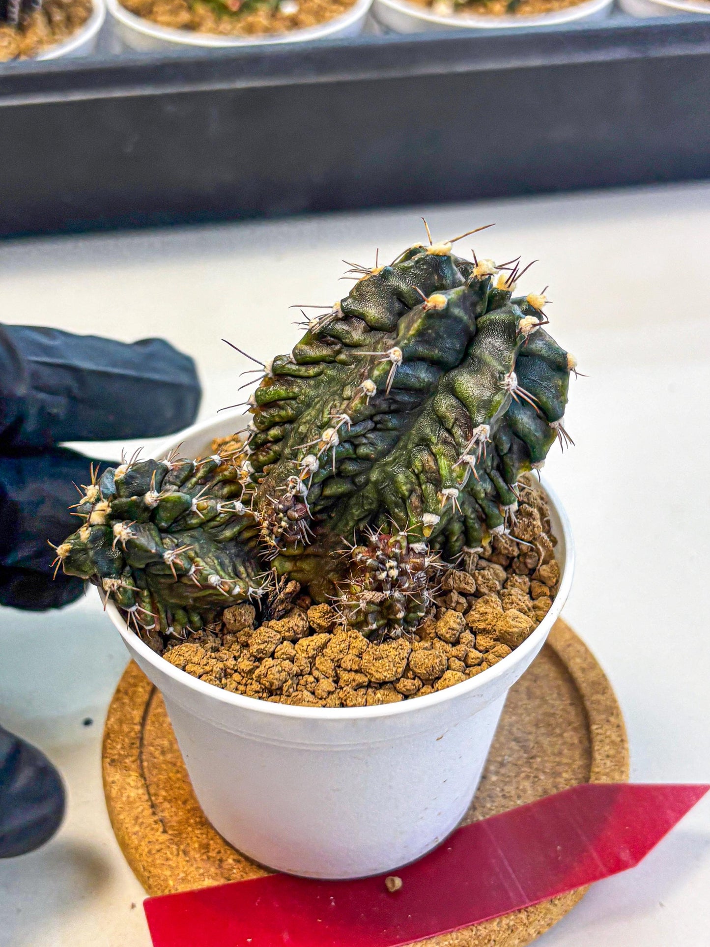 Gymnocalycium T-lux (gy16) (rr) | collectables
