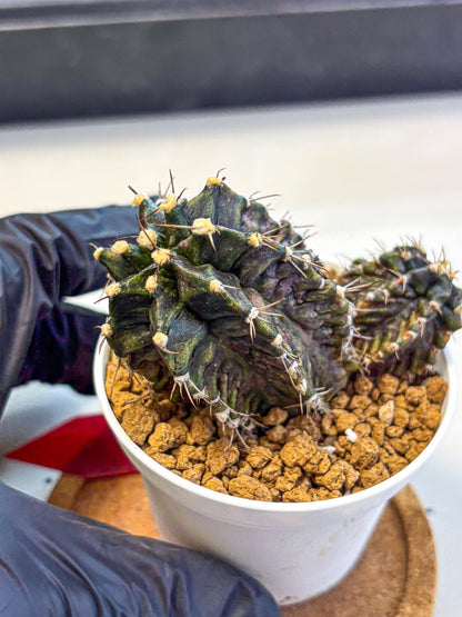 Gymnocalycium T-lux (gy16) (rr) | collectables