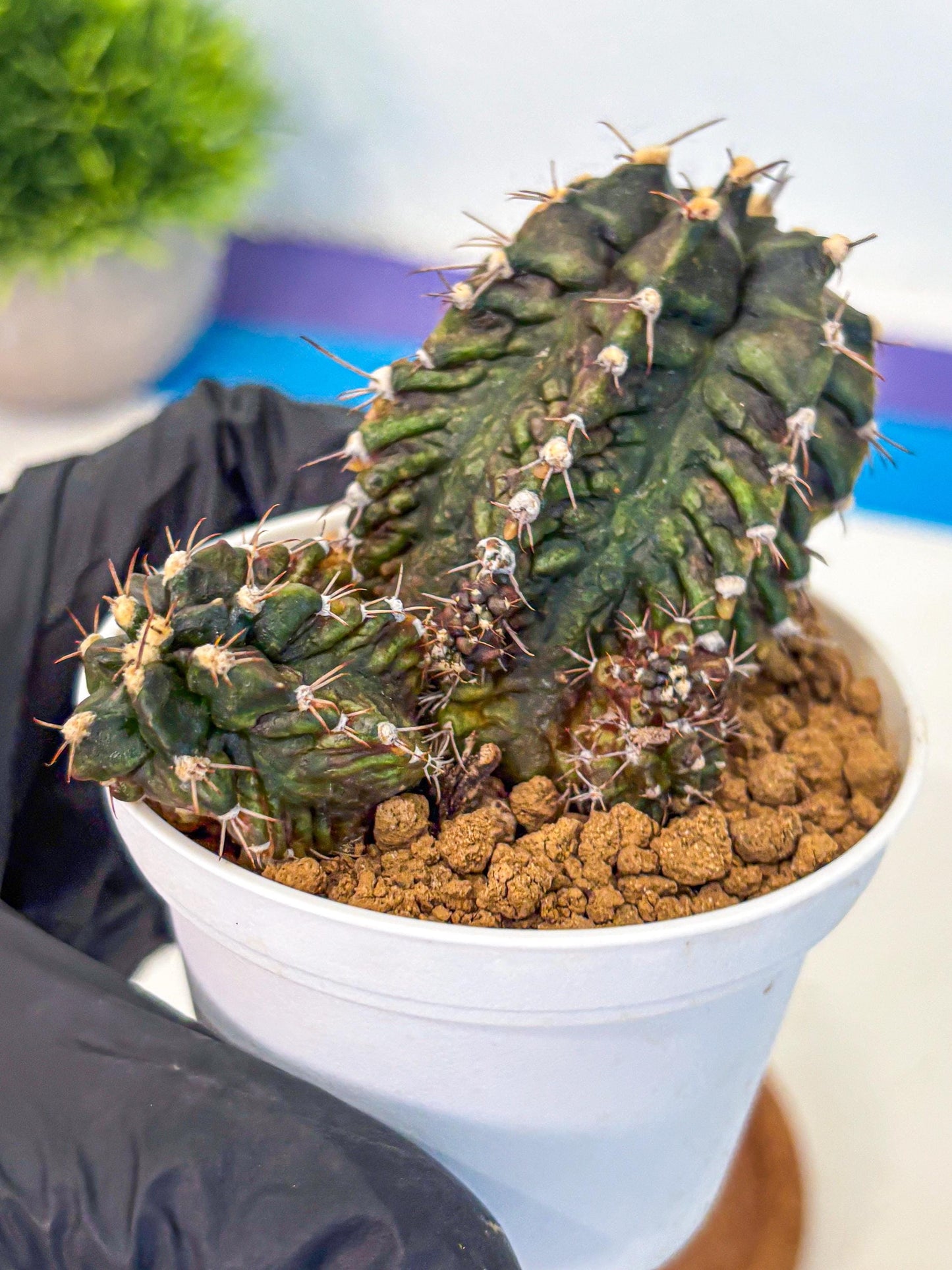 Gymnocalycium T-lux (gy16) (rr) | collectables