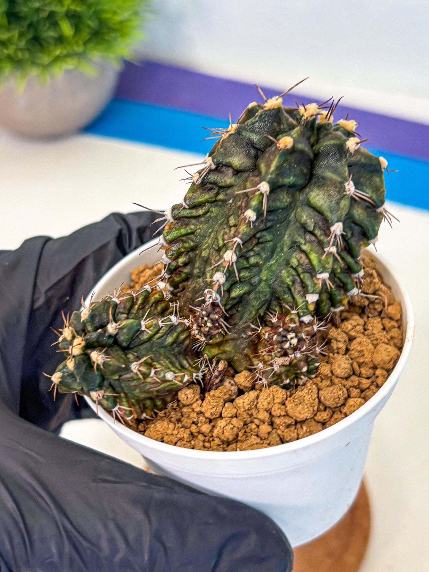 Gymnocalycium T-lux (gy16) (rr) | collectables