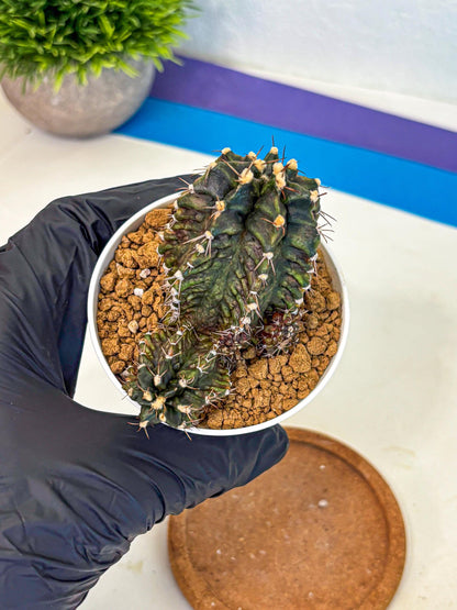 Gymnocalycium T-lux (gy16) (rr) | collectables