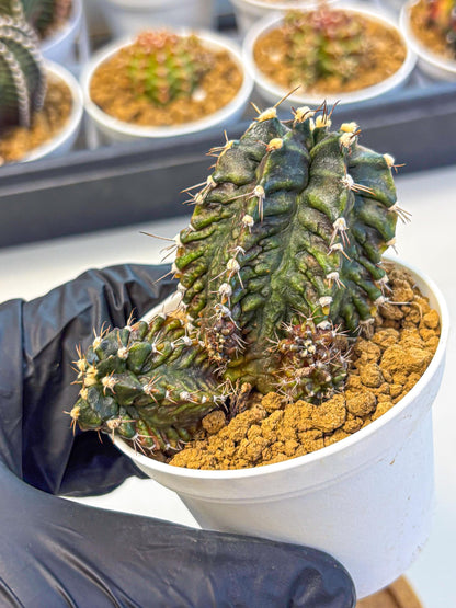 Gymnocalycium T-lux (gy16) (rr) | collectables