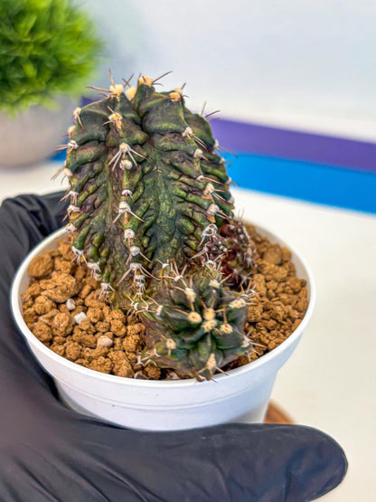 Gymnocalycium T-lux (gy16) (rr) | collectables