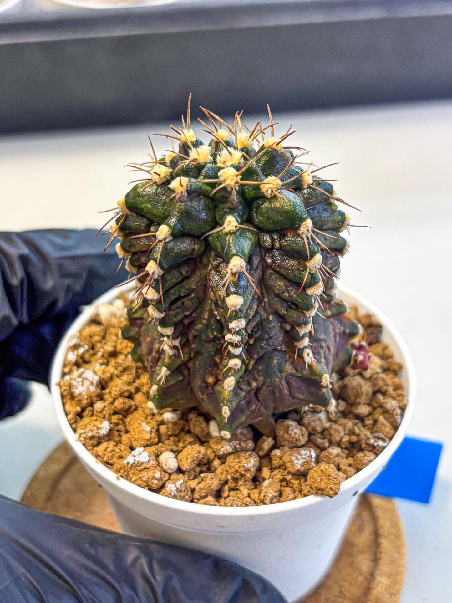 Gymnocalycium T-lux (gy16) (bb) | Special Hybrid cactus