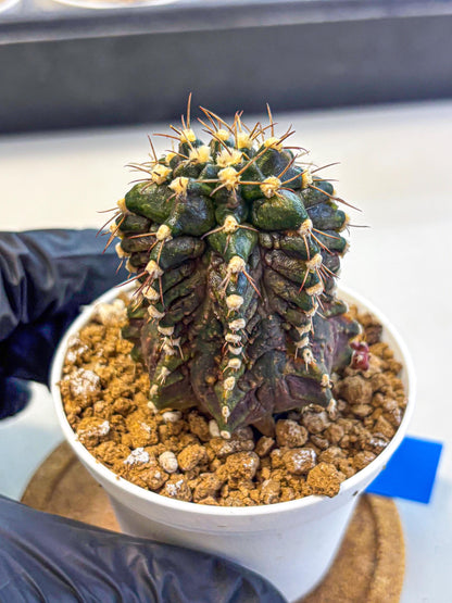 Gymnocalycium T-lux (gy16) (bb) | Special Hybrid cactus
