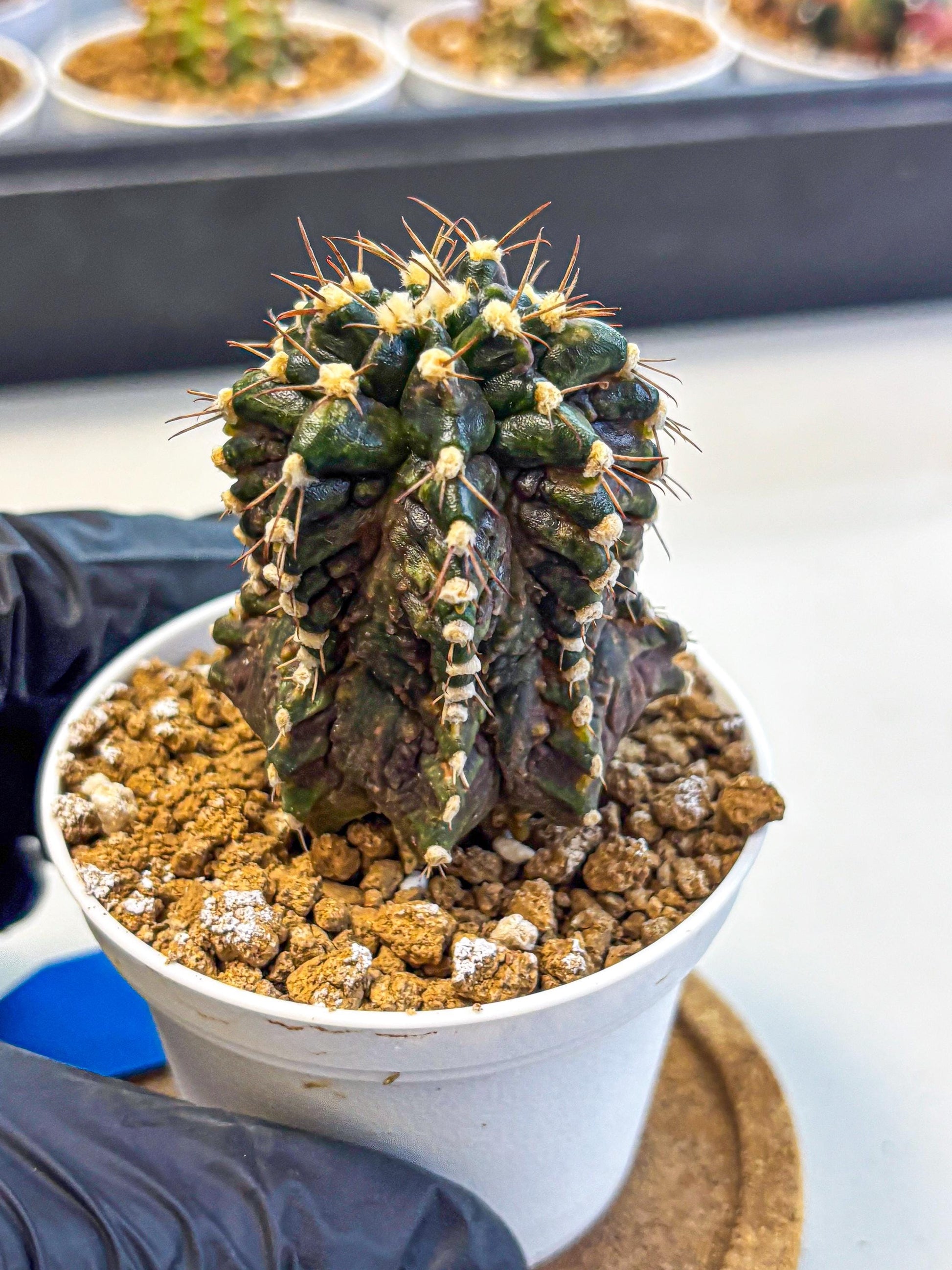 Gymnocalycium T-lux (gy16) (bb) | Special Hybrid cactus