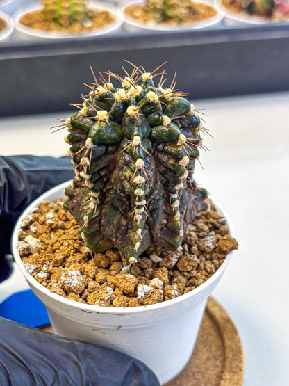 Gymnocalycium T-lux (gy16) (bb) | Special Hybrid cactus