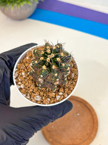 Gymnocalycium T-lux (gy16) (bb) | Special Hybrid cactus