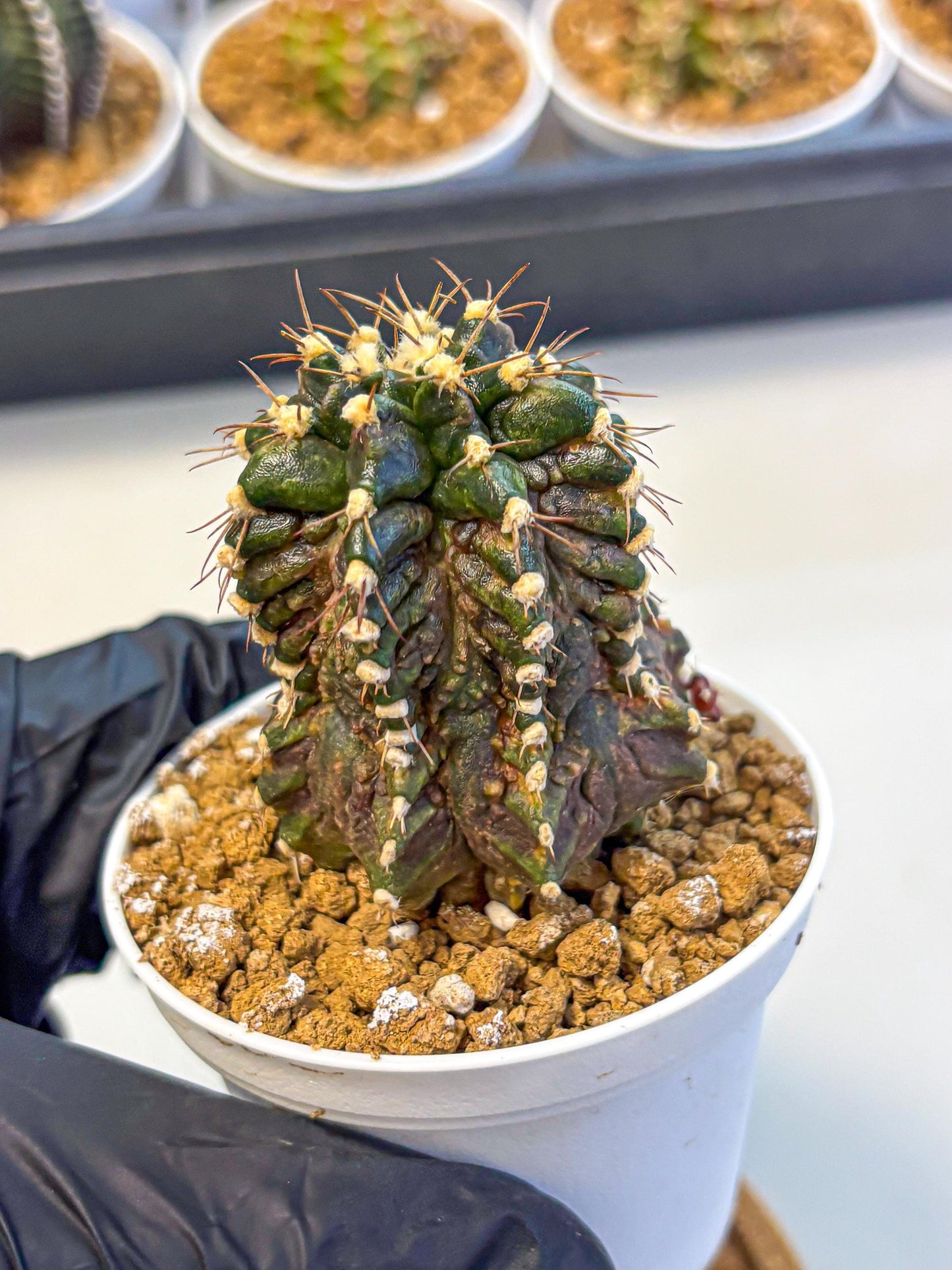 Gymnocalycium T-lux (gy16) (bb) | Special Hybrid cactus