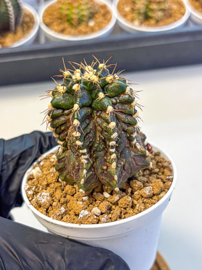 Gymnocalycium T-lux (gy16) (bb) | Special Hybrid cactus