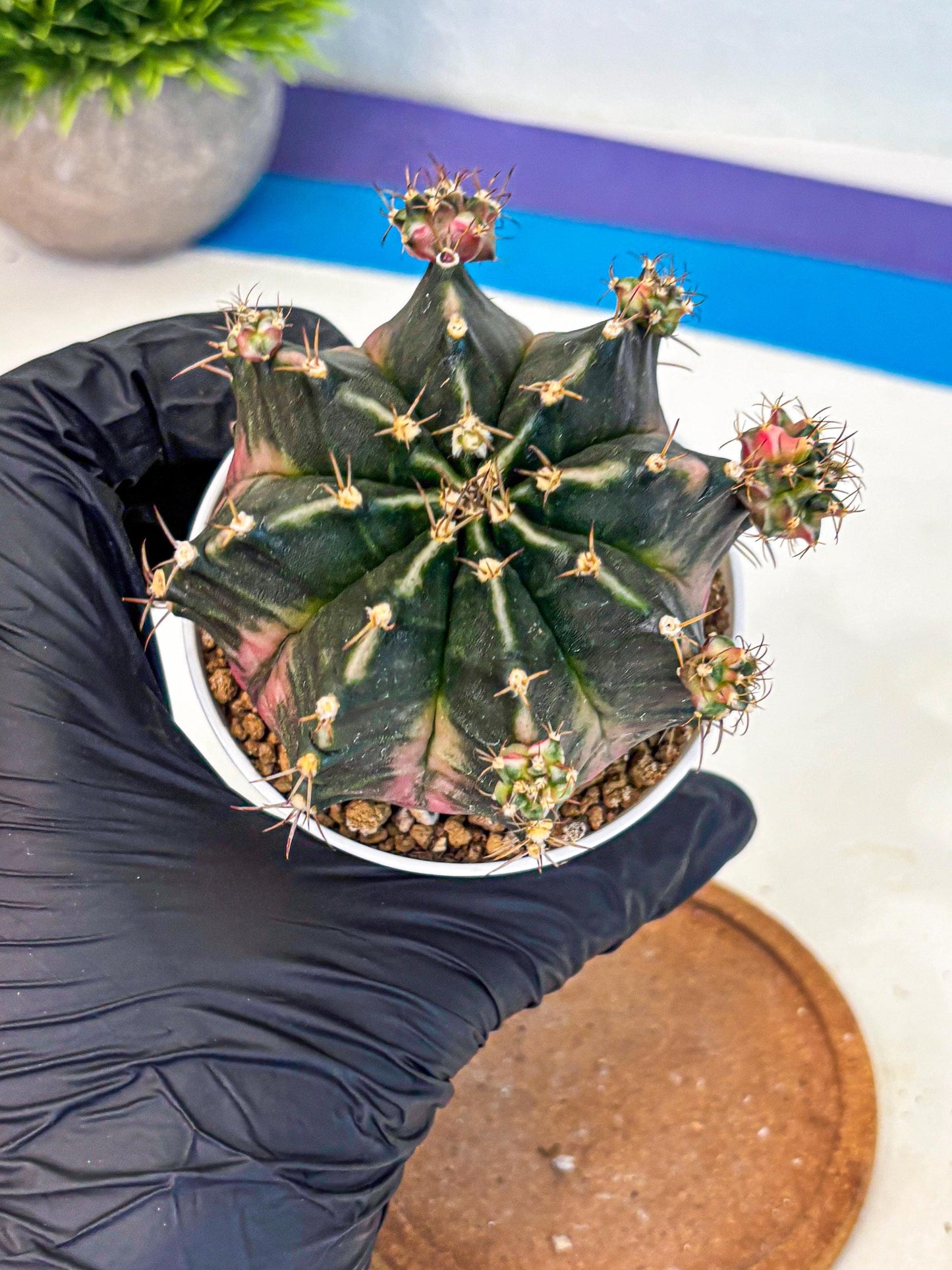 Gymnocalycium Bubble Gum (gy16) (02) | collectables