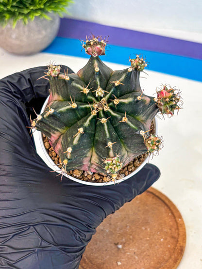 Gymnocalycium Bubble Gum (gy16) (02) | collectables