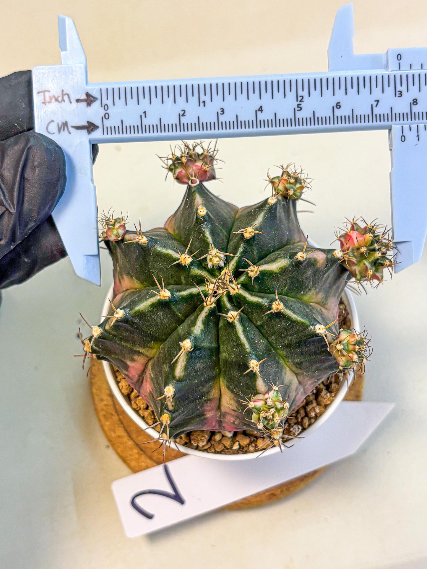 Gymnocalycium Bubble Gum (gy16) (02) | collectables