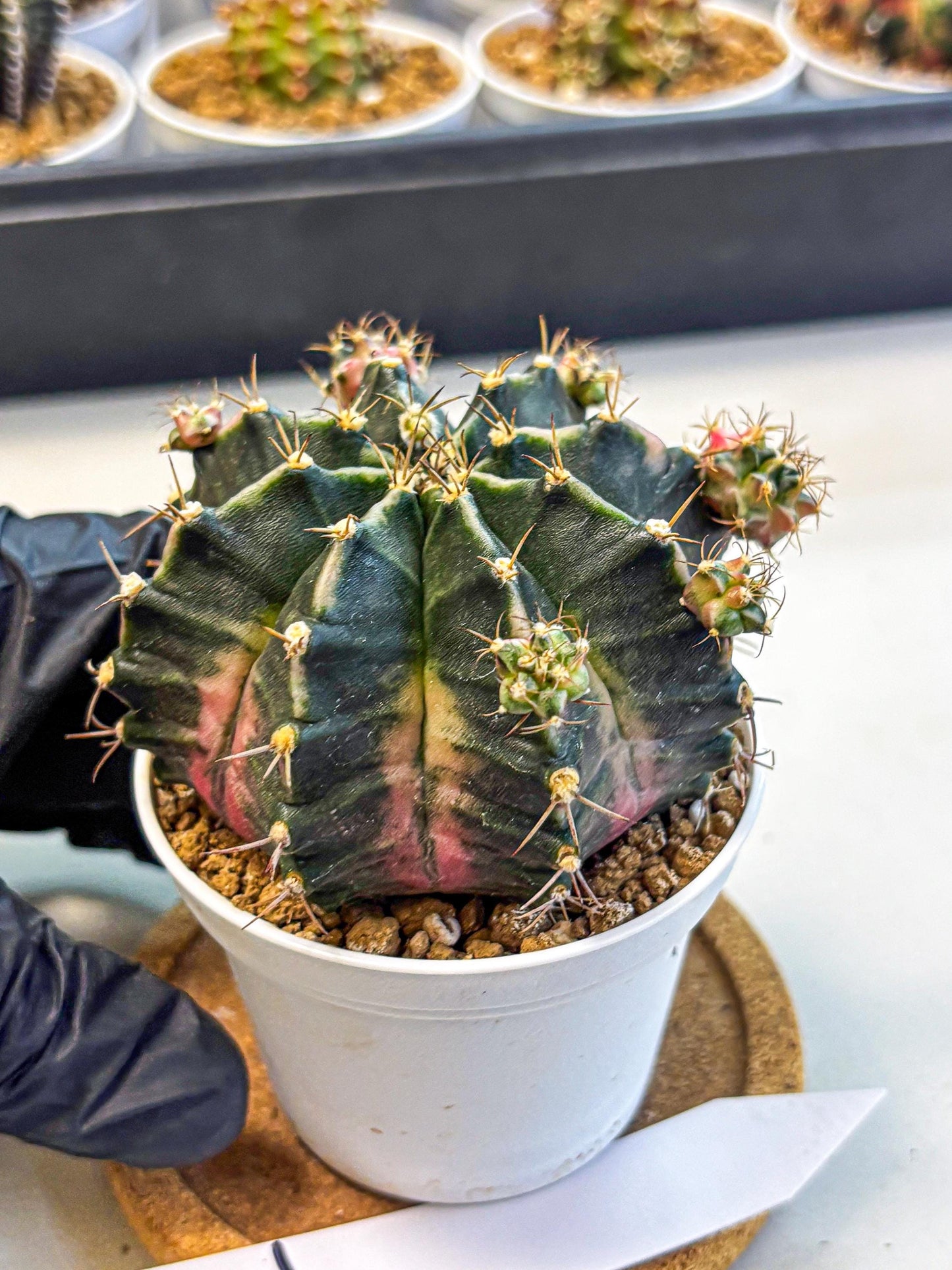 Gymnocalycium Bubble Gum (gy16) (02) | collectables
