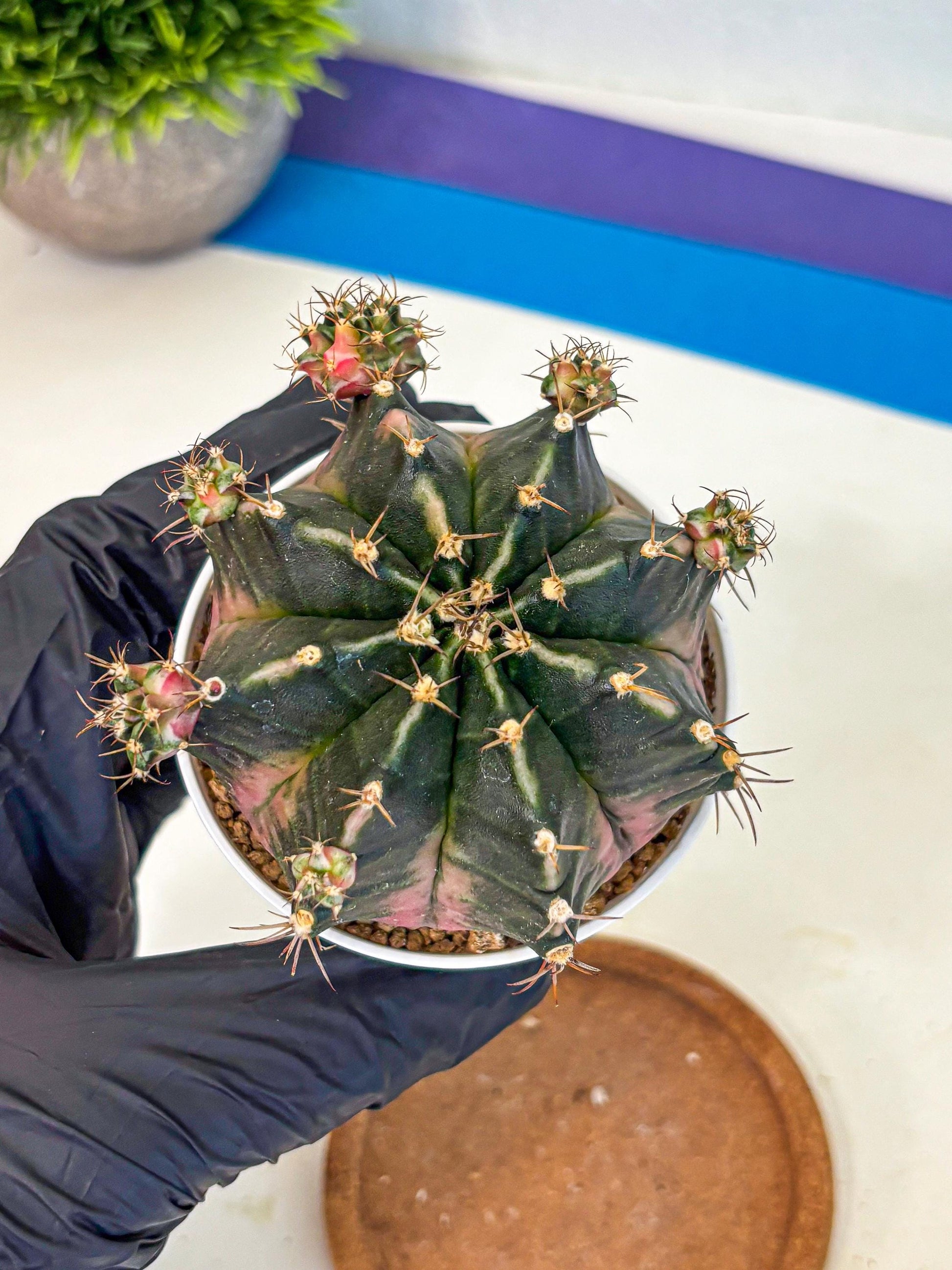 Gymnocalycium Bubble Gum (gy16) (02) | collectables
