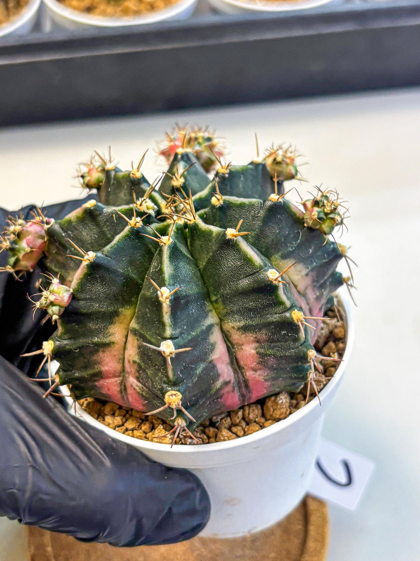 Gymnocalycium Bubble Gum (gy16) (02) | collectables