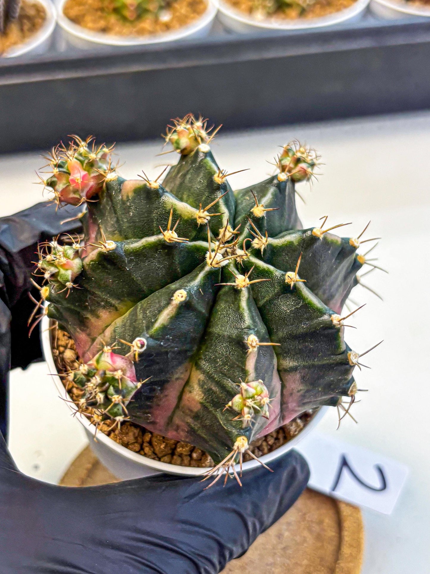 Gymnocalycium Bubble Gum (gy16) (02) | collectables