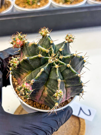 Gymnocalycium Bubble Gum (gy16) (02) | collectables