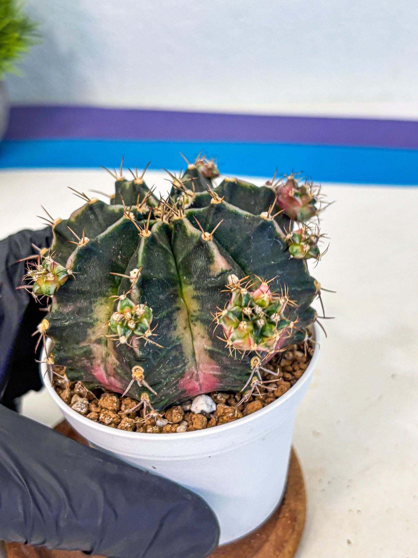 Gymnocalycium Bubble Gum (gy16) (02) | collectables