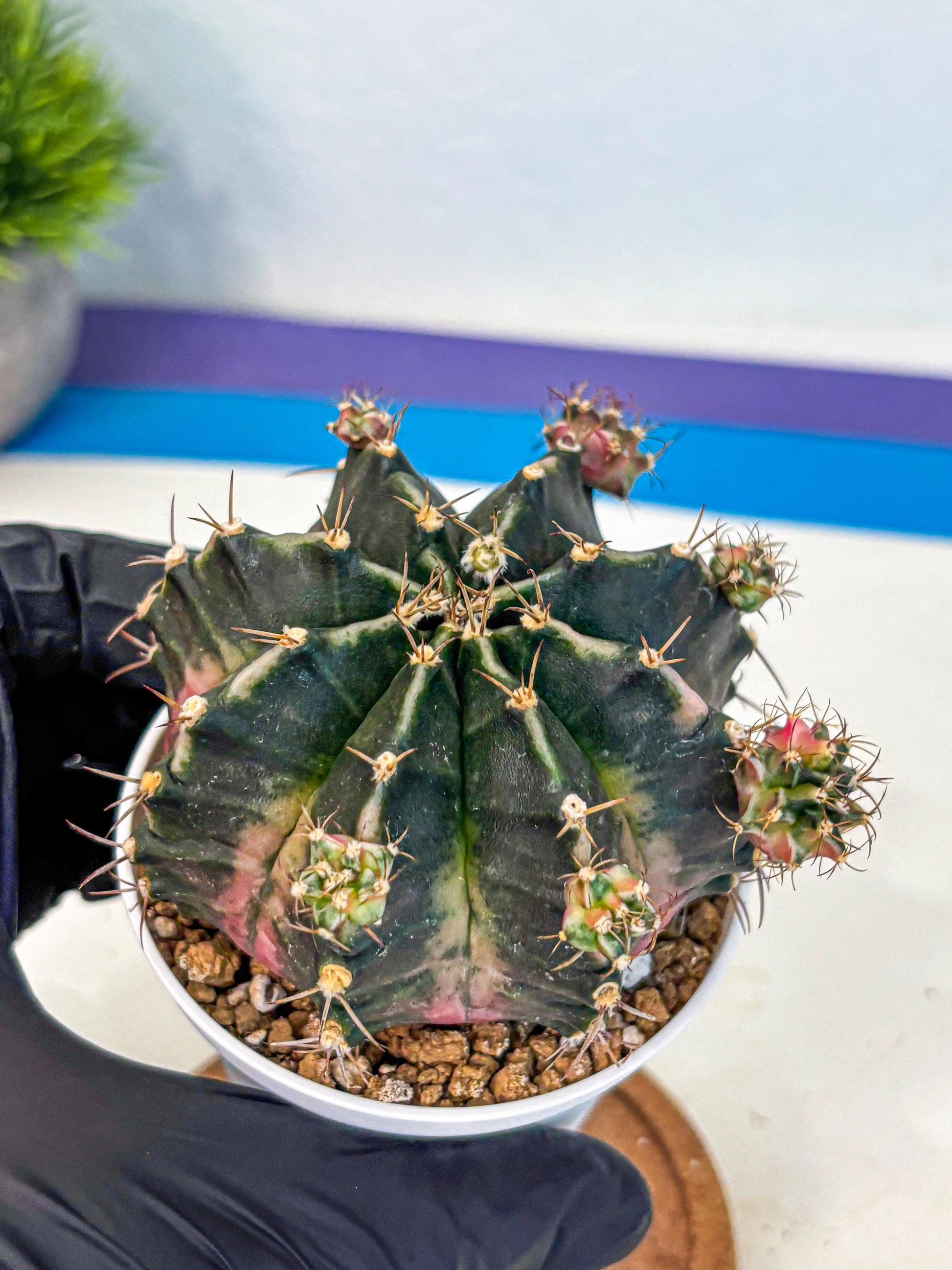 Gymnocalycium Bubble Gum (gy16) (02) | collectables
