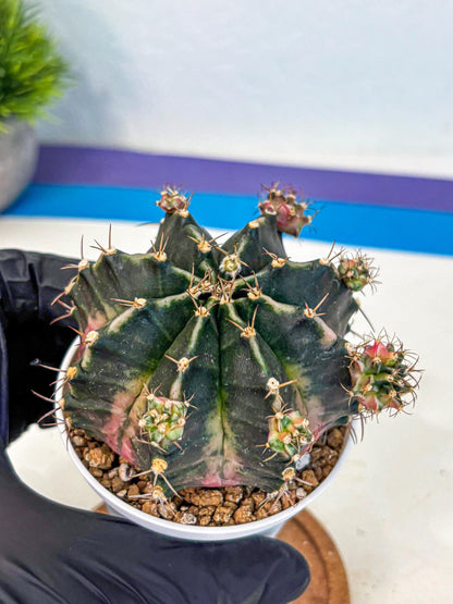 Gymnocalycium Bubble Gum (gy16) (02) | collectables