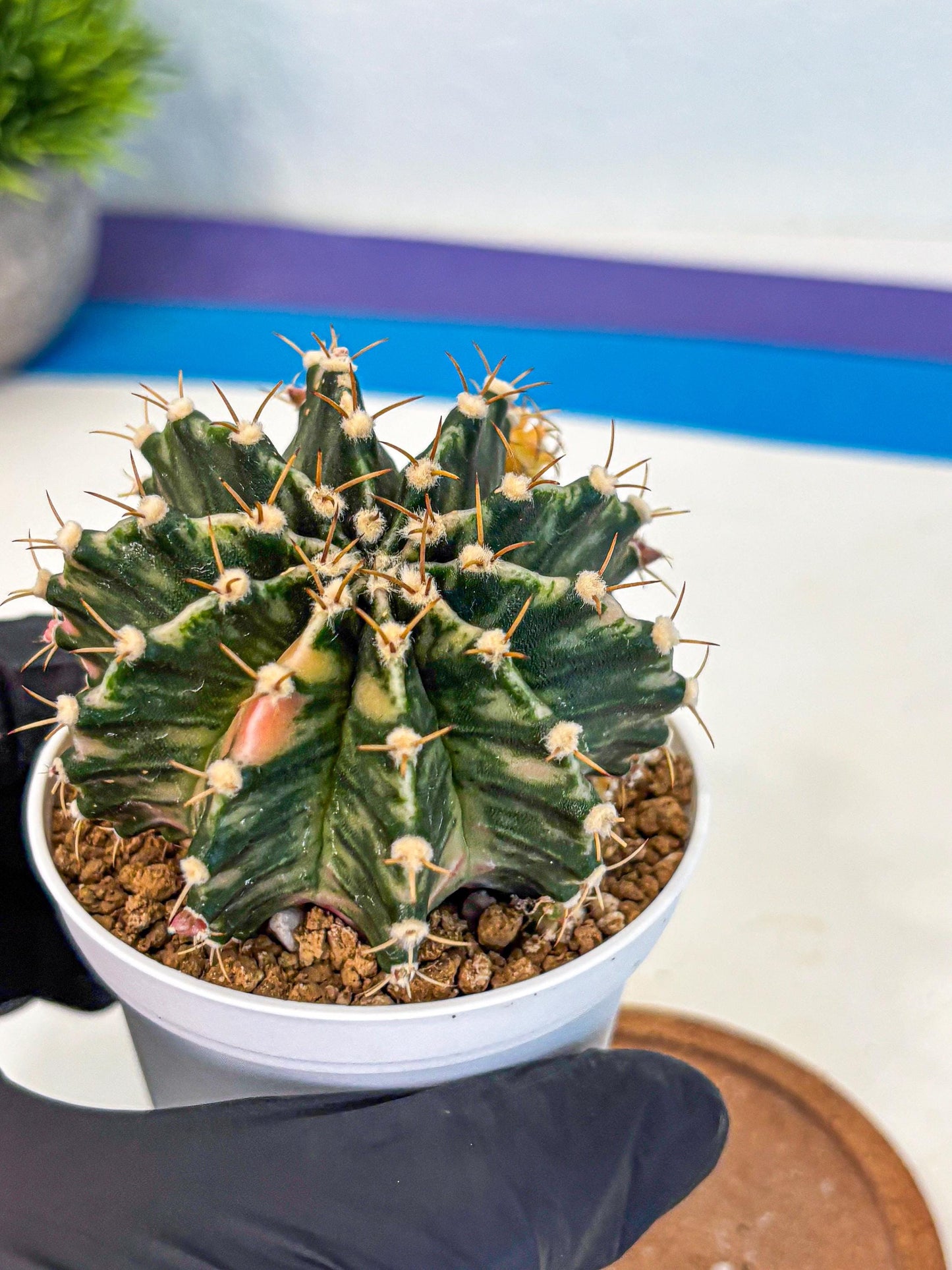Gymnocalycium Fantasia (gy16) (03) | collectables