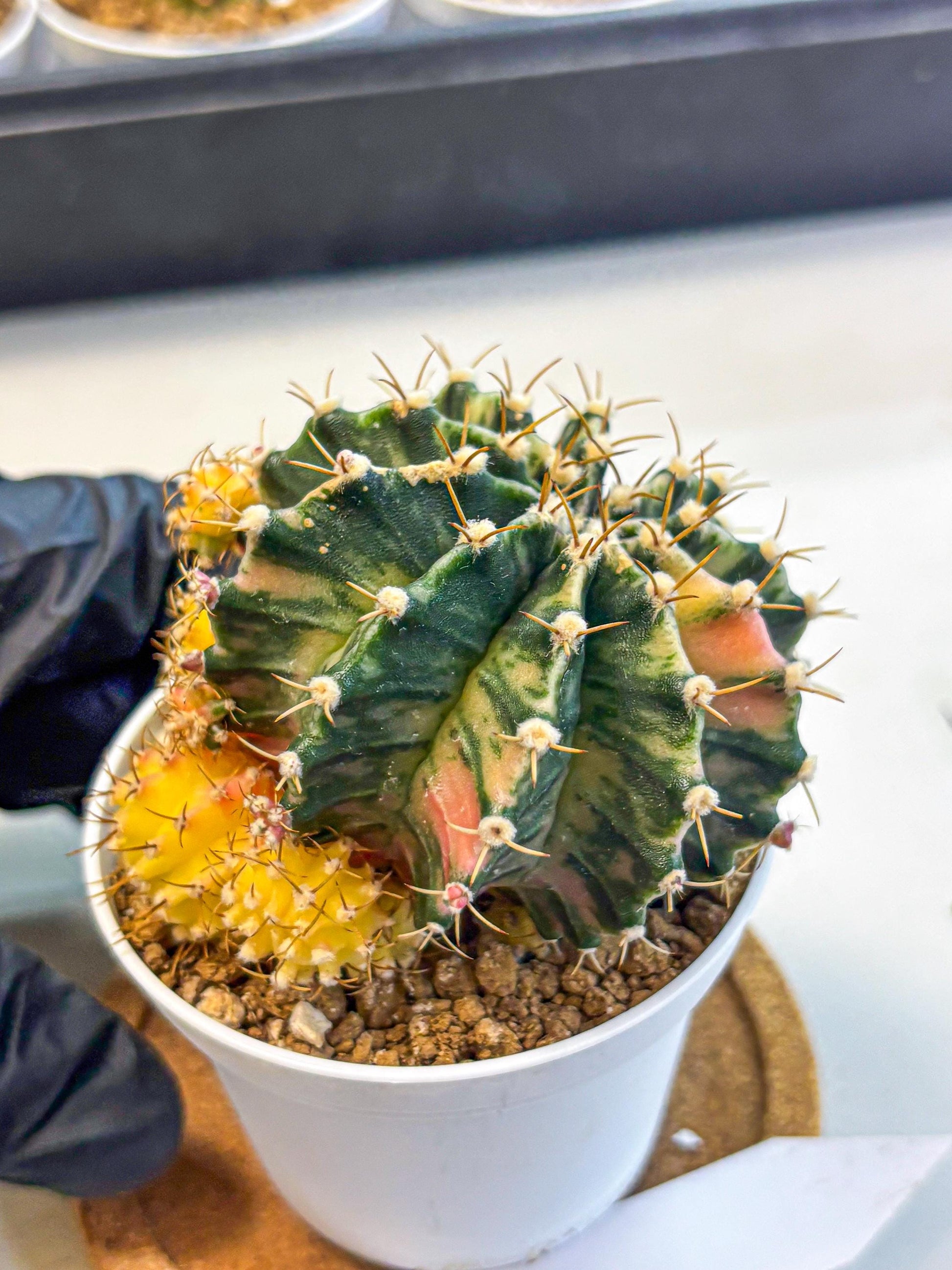 Gymnocalycium Fantasia (gy16) (03) | collectables