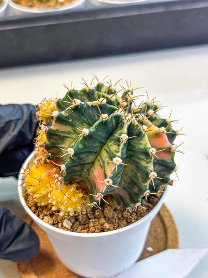 Gymnocalycium Fantasia (gy16) (03) | collectables