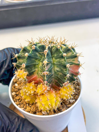 Gymnocalycium Fantasia (gy16) (03) | collectables