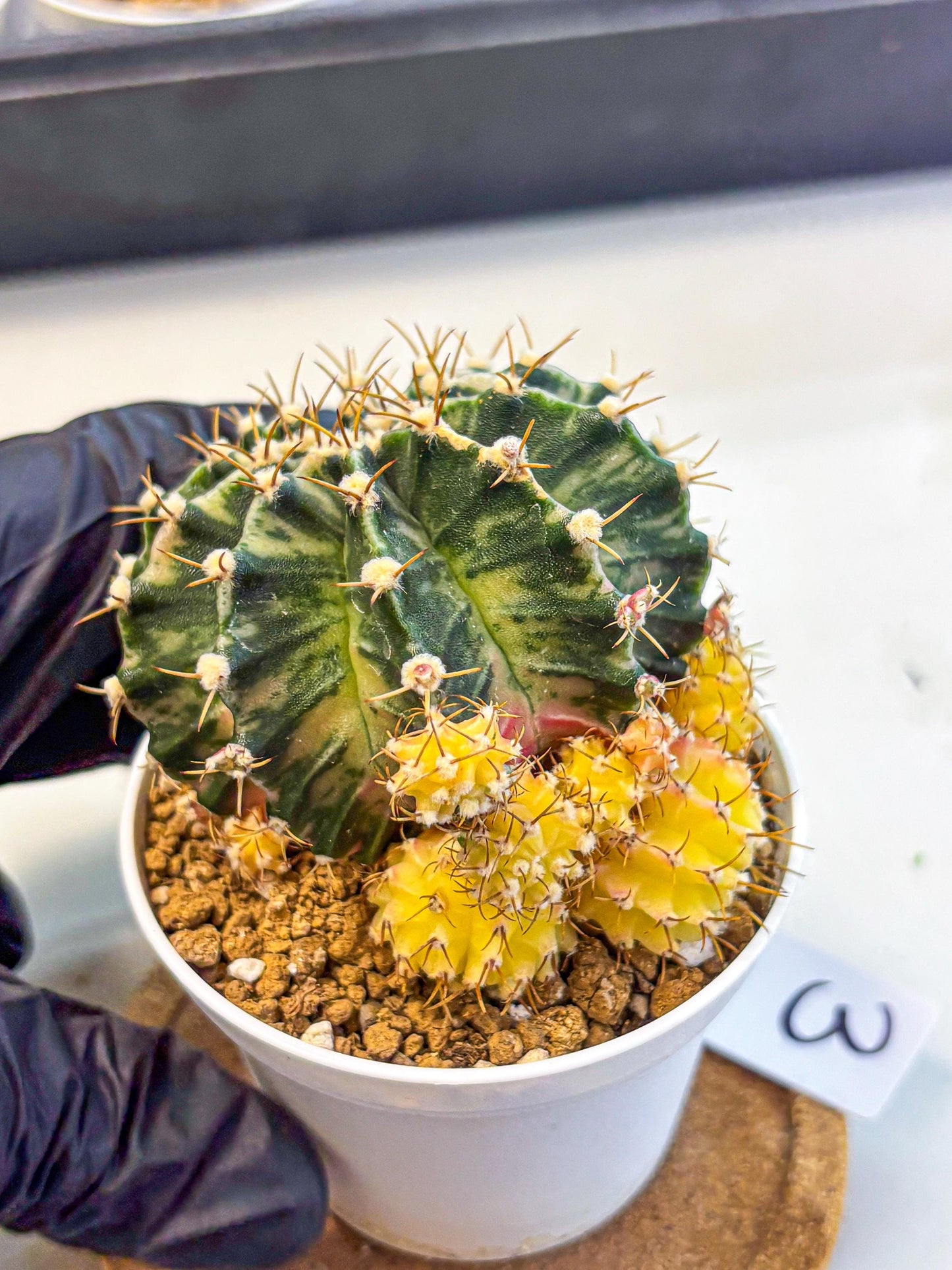 Gymnocalycium Fantasia (gy16) (03) | collectables