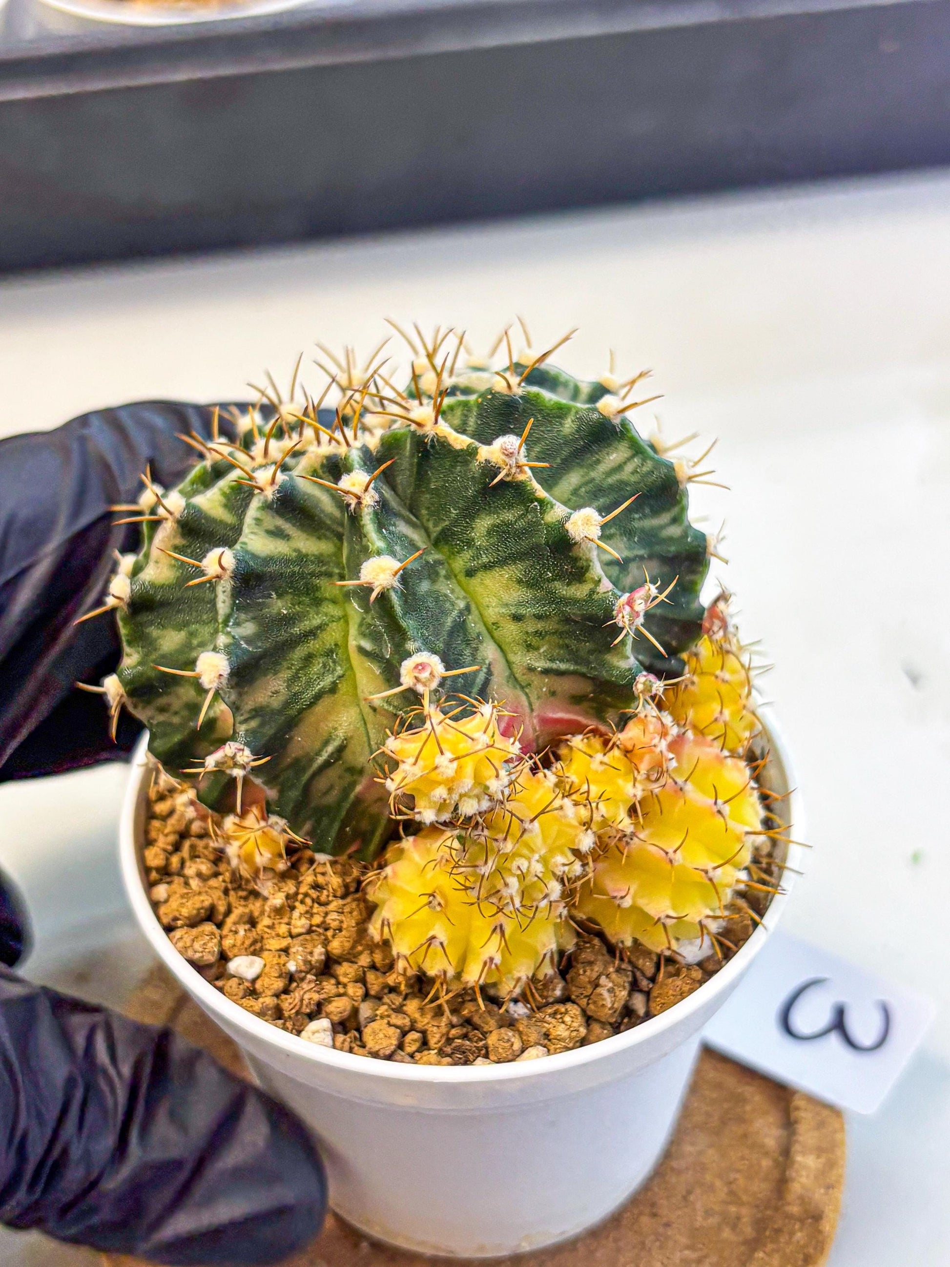 Gymnocalycium Fantasia (gy16) (03) | collectables