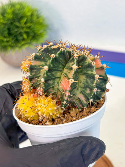 Gymnocalycium Fantasia (gy16) (03) | collectables