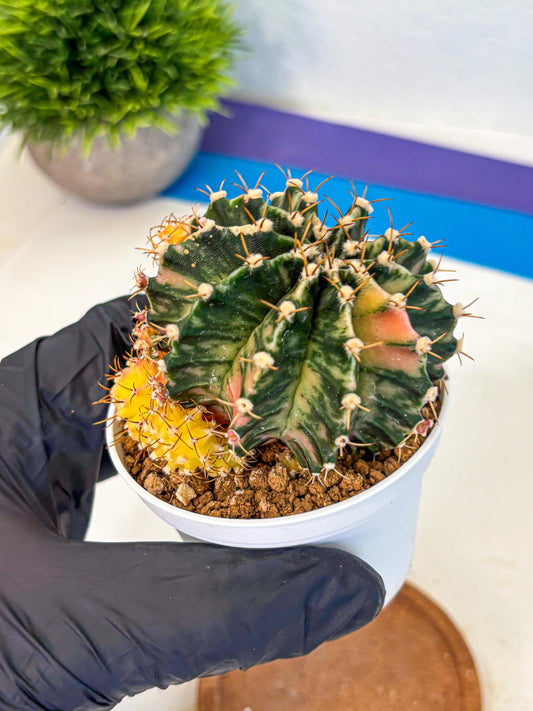 Gymnocalycium Fantasia (gy16) (03) | collectables