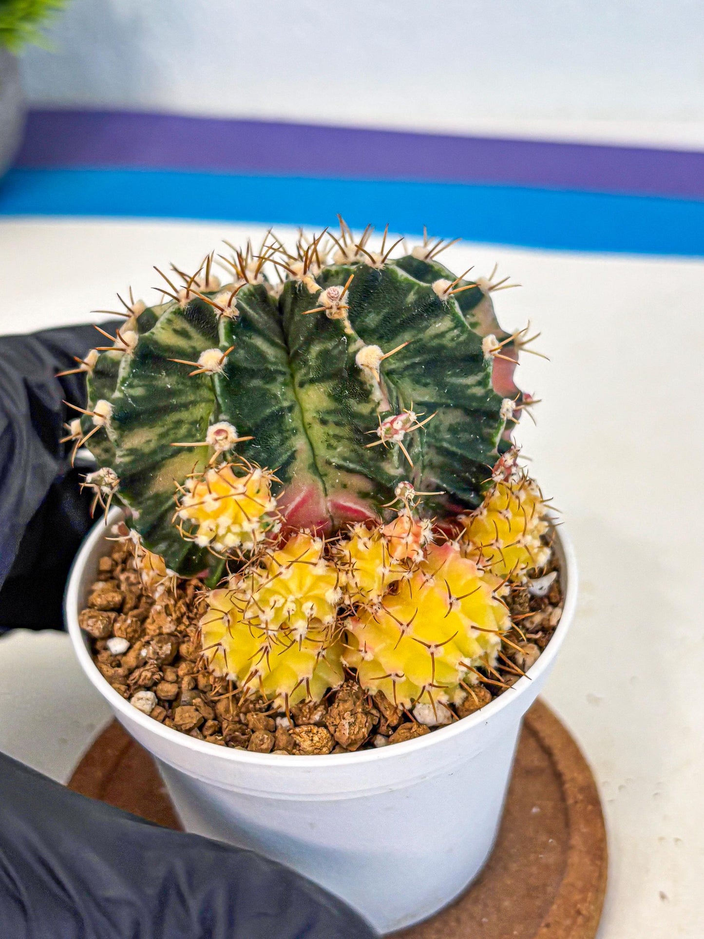 Gymnocalycium Fantasia (gy16) (03) | collectables