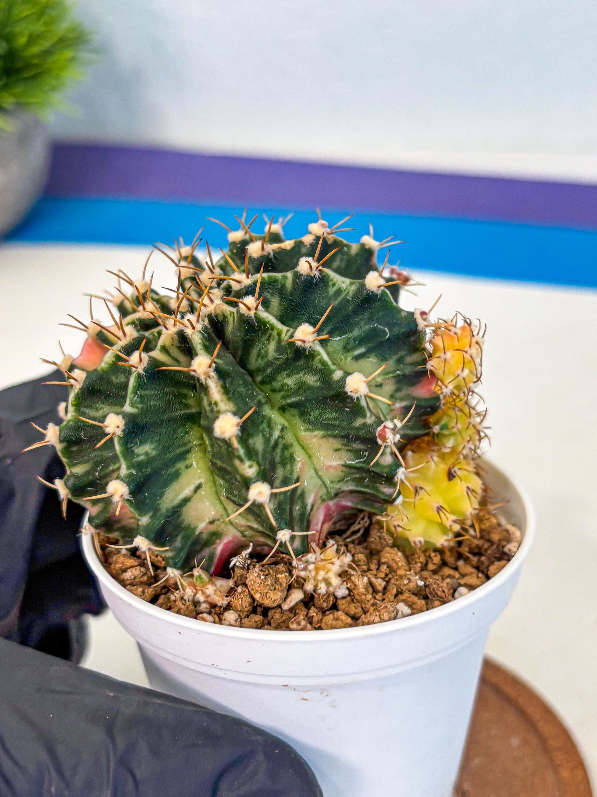 Gymnocalycium Fantasia (gy16) (03) | collectables