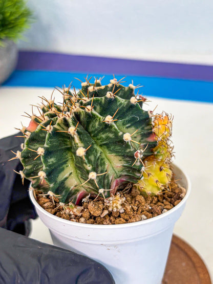 Gymnocalycium Fantasia (gy16) (03) | collectables