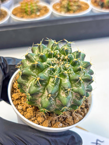 Gymnocalycium Marble (gy16) (04) | collectables