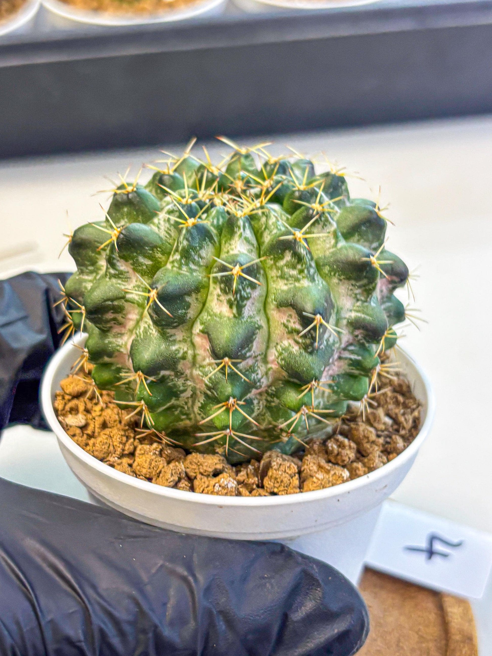 Gymnocalycium Marble (gy16) (04) | collectables