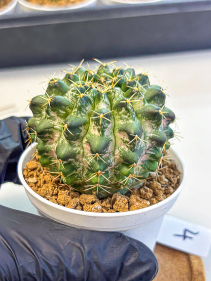 Gymnocalycium Marble (gy16) (04) | collectables