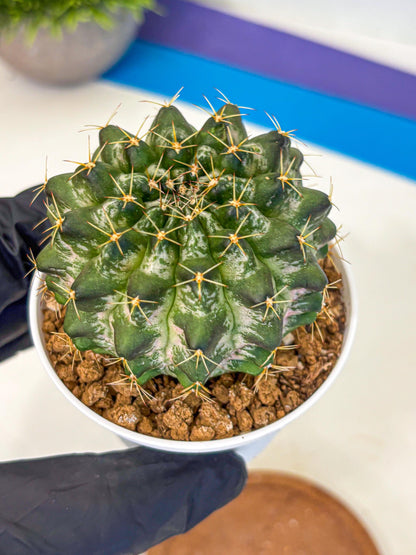 Gymnocalycium Marble (gy16) (04) | collectables