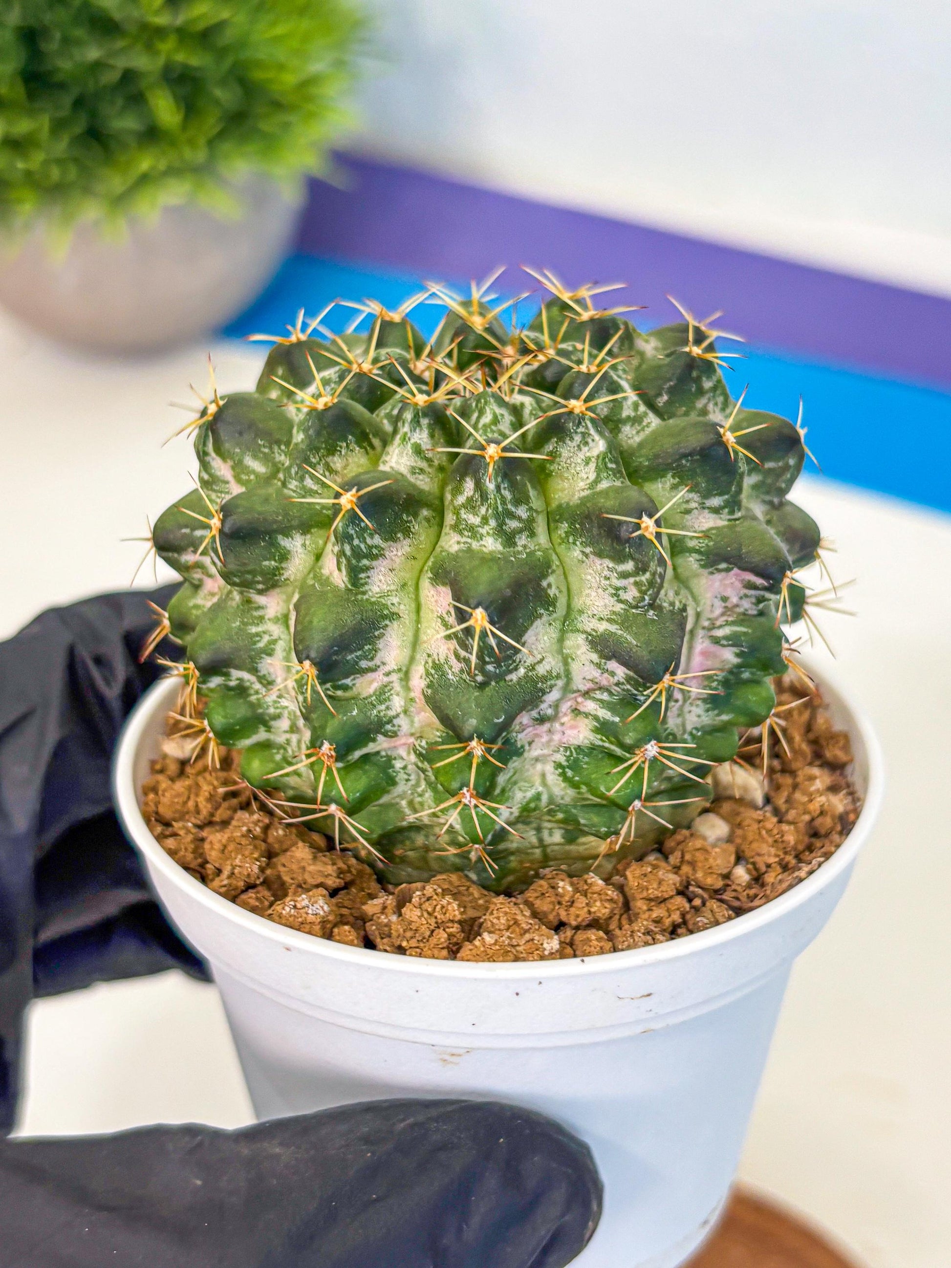 Gymnocalycium Marble (gy16) (04) | collectables