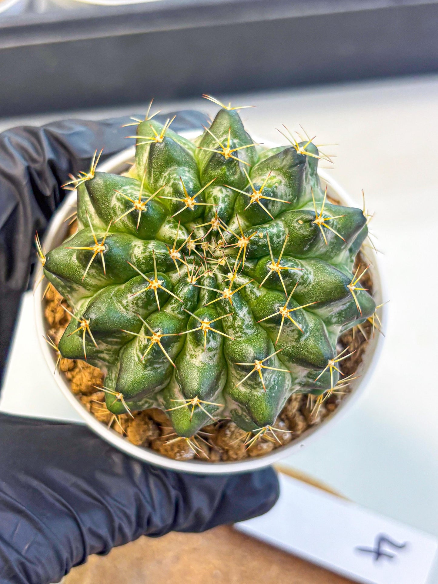 Gymnocalycium Marble (gy16) (04) | collectables