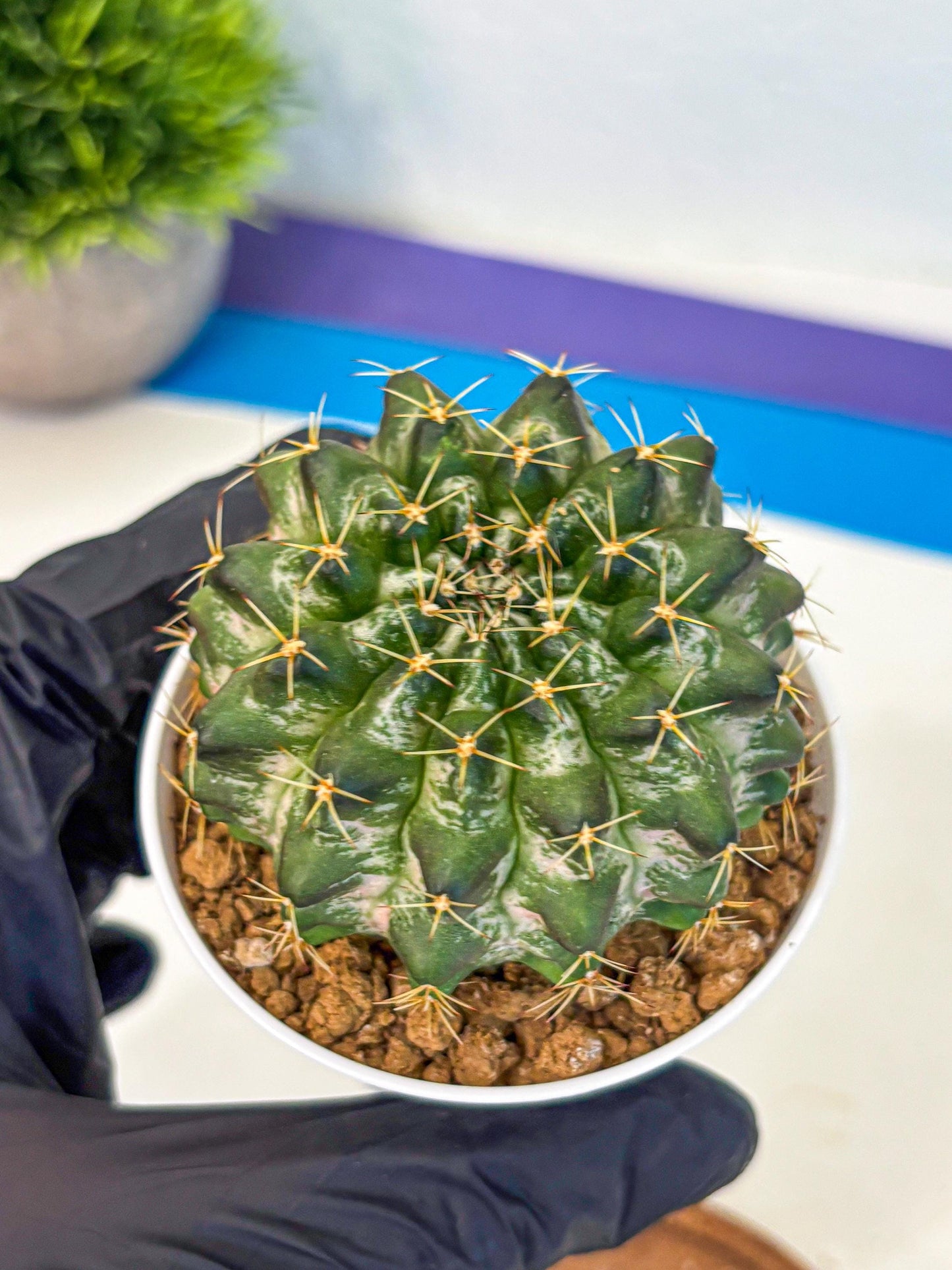 Gymnocalycium Marble (gy16) (04) | collectables