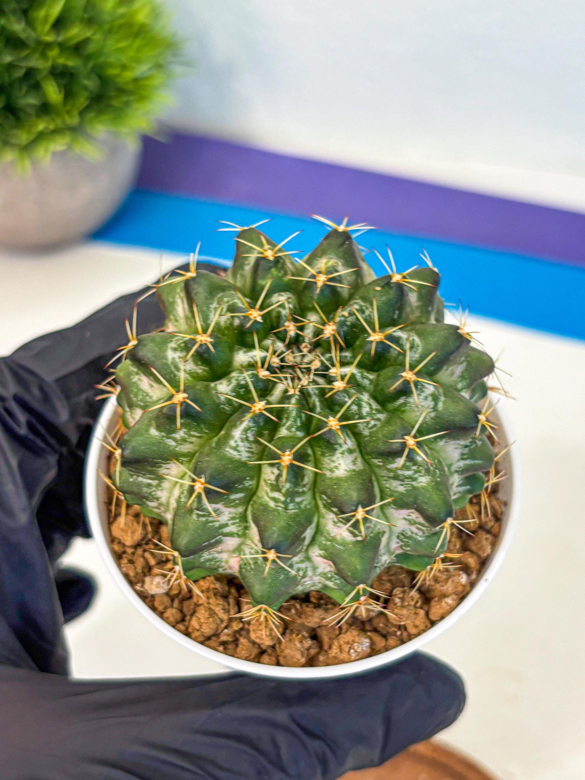 Gymnocalycium Marble (gy16) (04) | collectables