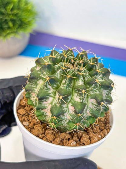 Gymnocalycium Marble (gy16) (04) | collectables