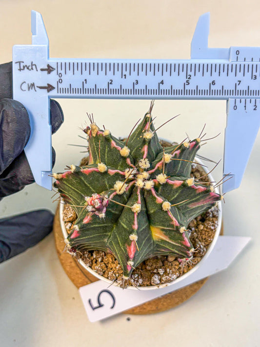 Gymnocalycium Cotton candy (gy16) (05) | collectables