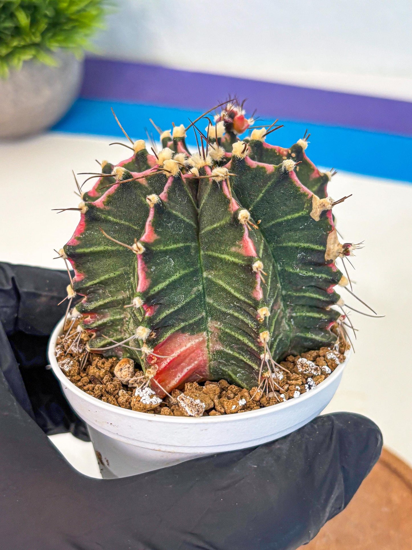 Gymnocalycium Cotton candy (gy16) (05) | collectables